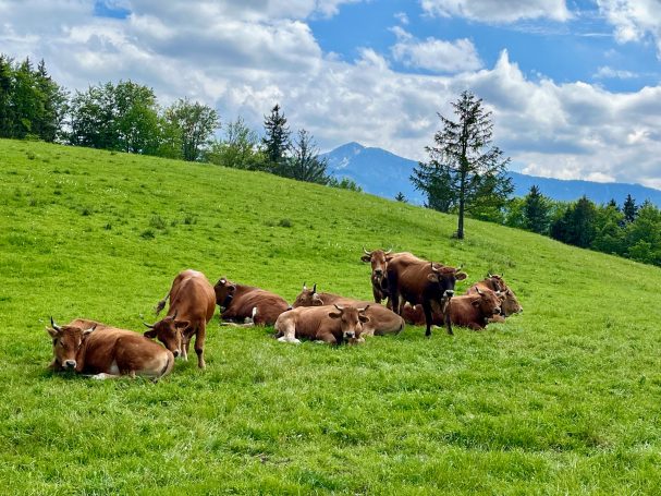 Voralpenidyll mit Murnau-Werdenfelser Rindern